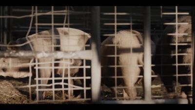 (PIGS SQUEAL) - Mr Inbetween