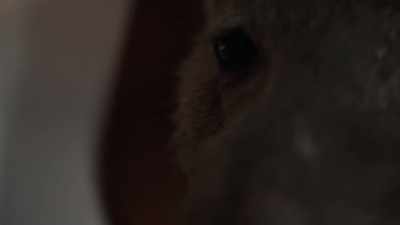 [pigs squealing] - Squealer