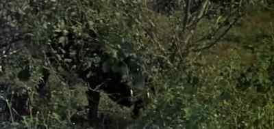 - Pigs?
- Wild pigs, they can be mean. - Run for the Sun