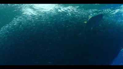 Pinned against the surface, - Our Oceans