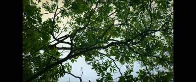 [Pirahã Man] We don't want
anything up high. - The Mission