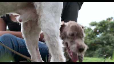 Pirana, Pirana. - Dogs