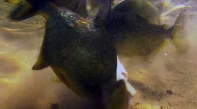 Piranhas have a jaw pressure - Kings of Pain