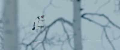 pistol-clicks - Wind River