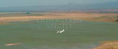 [plane engine droning] - Endangered Species