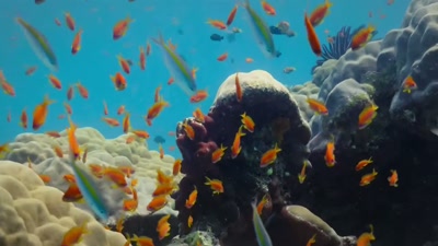 Plankton arrives on the reef
like a blizzard. - A Year on Planet Earth