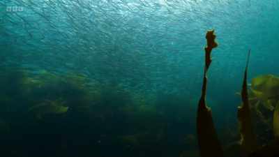 Plankton feeders
come in all sizes. - Wild Isles