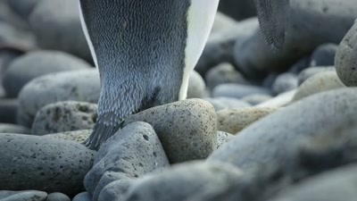Plankton.
Microscopic plants and animals. - A Year on Planet Earth