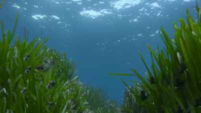 Plankton. Small crustaceans.
Some even eat fish. - Prehistoric Planet