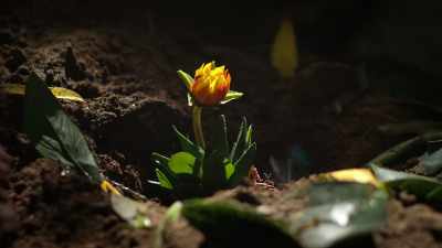 - (PLANT SQUIRTS)
- (GASPS) - Rock Island Mysteries