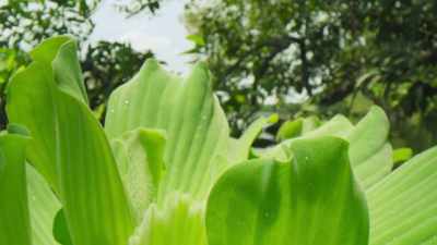 Plants are racing to claim
their space on the surface. - The Green Planet