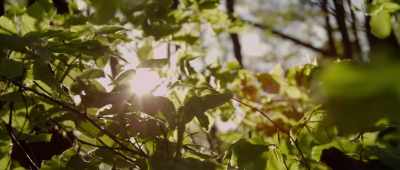 Plants convert solar energy into food, - Alien Worlds