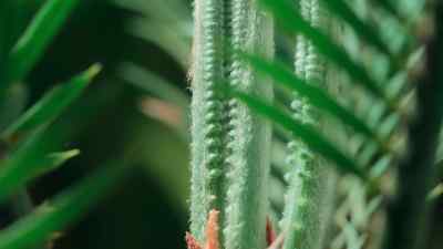 Plants race to claim the light… - Prehistoric Planet