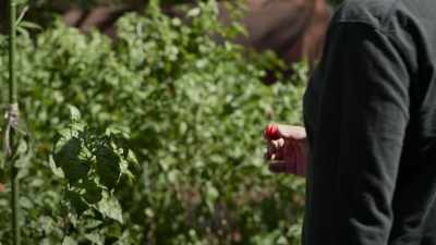 Plants survived
because they were insulated - Superhot: The Spicy World of Pepper People