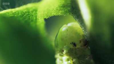 Plants under attack
emit distress signals. - Wild Isles