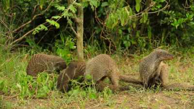 Play fighting
is how the pups learn self-defense... - Wild Babies