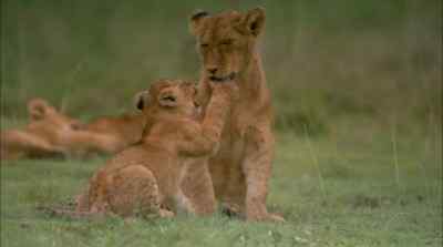 Play helps prepare the young for
the violent encounters to come - Africa: The Serengeti