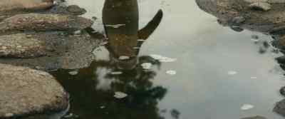 - [playful music playing]
- [chickens clucking] - My Penguin Friend