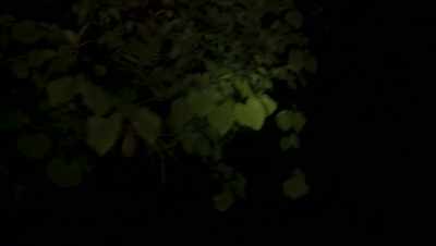 Please Jimmy,
please help me, hurry. - Into the Forest