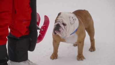 Please say no,
please say no, - Powder Pup