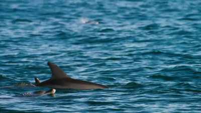 Plenty of dolphins... - Blue Planet II