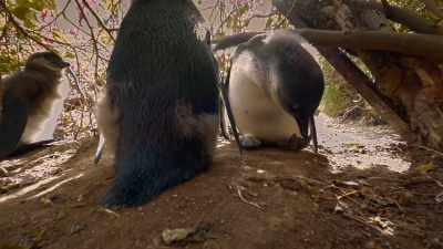 Plus, maybe they'll get a meal out of it. - Penguin Town