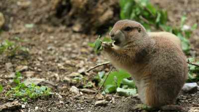 Pocket gophers are burrowing rodents, - Secrets of the Underground