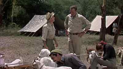Pockets, what are you trying to do? - Hatari!