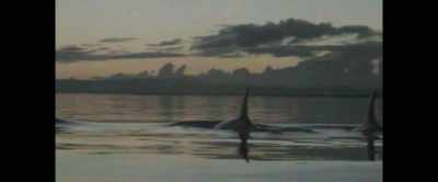 Pod of Orcas, - Something in the Dirt