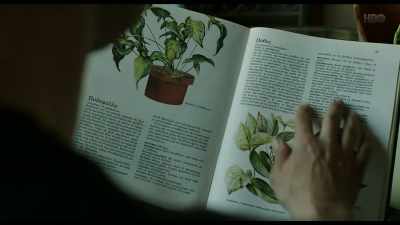 "Podophyllum… - The Waiter