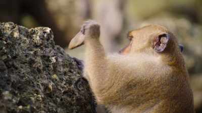 Pointed are best to chisel
oysters off the rocks. - The Secret Lives of Animals