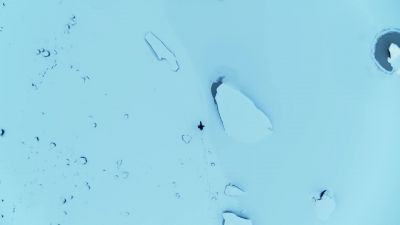 Polar animals have evolved to survive the coldest, - Hostile Planet