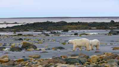 Polar bear families, teenagers, - Predators