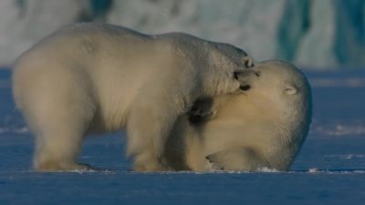 Polar bear rough-and-tumble. - Earth at Night in Color