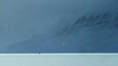 Polar bears are adaptable predators,
but they rely on sea ice. - Our Planet