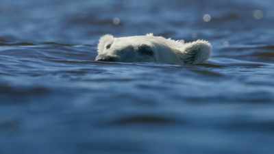 Polar bears are skilled marine hunters... - Seven Worlds, One Planet