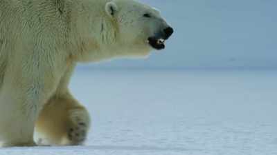Polar bears - Our Planet