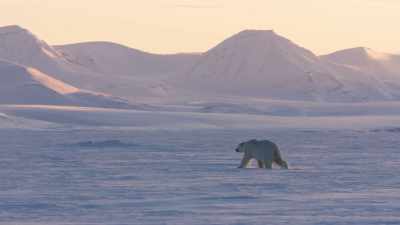 Polar bears thrive
at this time of year - Frozen Planet II