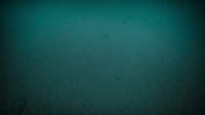Polar mud full of small creatures. - Prehistoric Planet