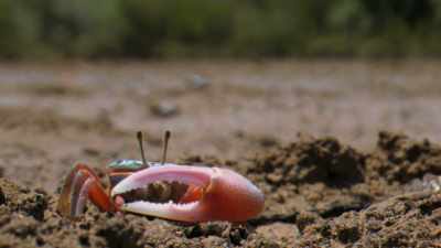 Polarised light can help
solve the problem. - Attenborough's Life in Colour