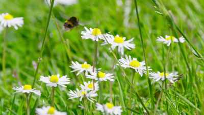 Pollinators such as bees and wasps
prefer the warmed-up flowers - The Green Planet
