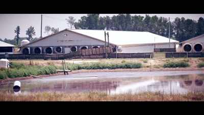 Pollution from animal 
agriculture isn't just an issue - What the Health
