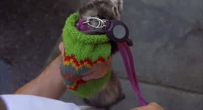 POLLY: Rodolfo, wait! - Along Came Polly