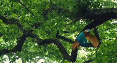 (Poly squawks) - Dolittle