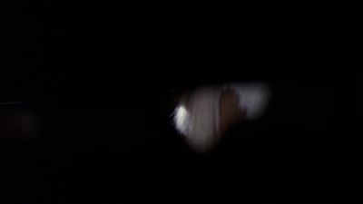 Pony? Hey, pony. - The X-Files
