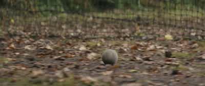 POOH: No pushing. - Christopher Robin