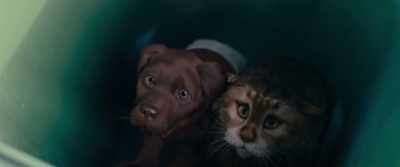 Poor pretty Diva, - Cat and Dog