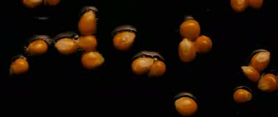 ♪ Pop popcorn ♪ ♪ Pop popcorn ♪ ♪ Pop popcorn ♪ ♪ Pop popcorn ♪ ♪ Pop popcorn ♪ ♪ Pop popcorn ♪ ♪ Pop popcorn ♪ ♪ Pop popcorn ♪ ♪ Pop popcorn ♪ ♪ Pop popcorn ♪ ♪ Pop popcorn ♪ ♪ Pop popcorn ♪ ♪ Pop popcorn ♪ ♪ Pop popcorn ♪ ♪ Pop popcorn ♪ ♪ Pop popcorn ♪ - Swiss Army Man