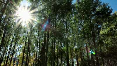 Poplars naturally
transform trichloroethylenes, - Cosmos: Possible Worlds
