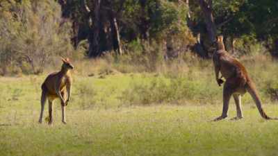 Powerful enough to stop
his opponent in his tracks. - The Secret Lives of Animals